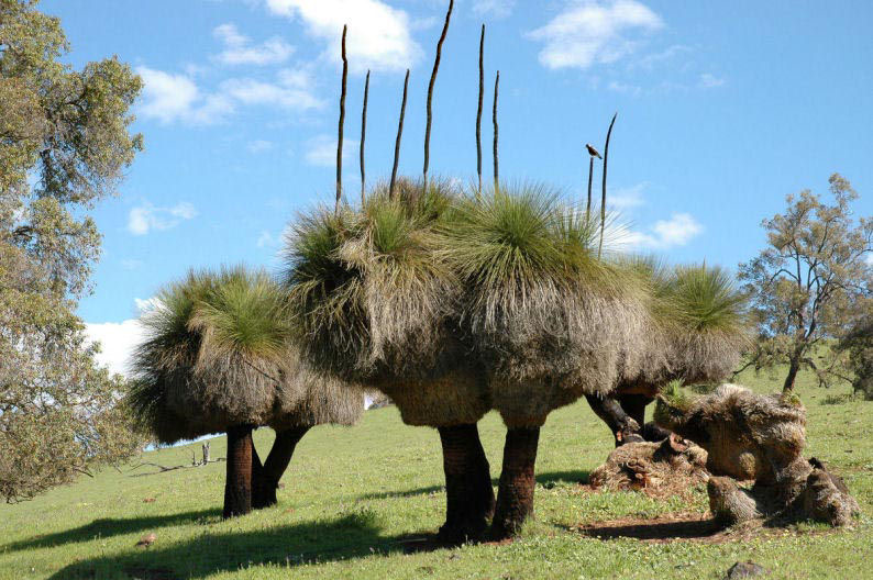 grass_trees1